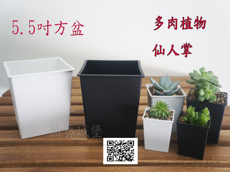 5.5寸方型栽培盆(厚) 多肉植物-園藝城堡資材行、園藝用品、園藝資材、園藝工具